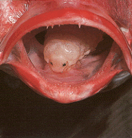 Tongue-eating isopod