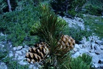 Limber pine (Pinus flexilis) young and mature cones, Indian Peaks Wilderness, Colorado.