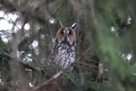 an owl perched in tree
