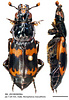 Dorsal and lateral view of Nicrophorus maculifrons male