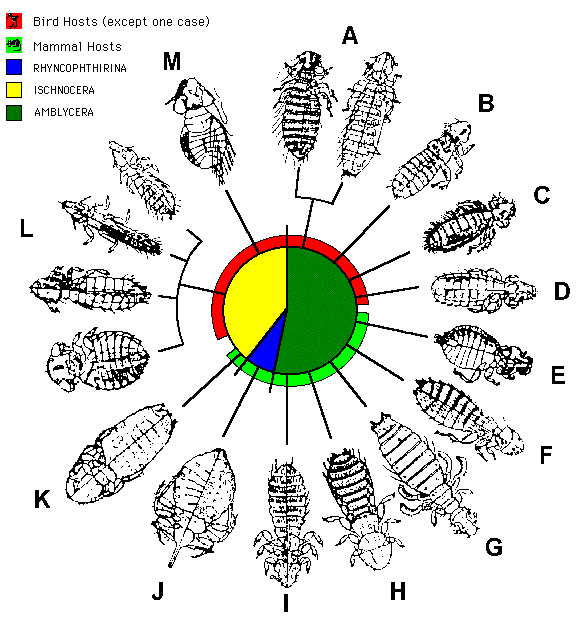 Morphologies of various Mallophagan families