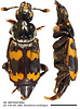 Dorsal and lateral view of Nicrophorus montivagus male
