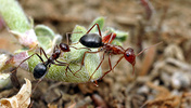 Myrmecocystus mimicus, honeypot ants