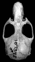 Neotomys ebriosus dorsal view of skull