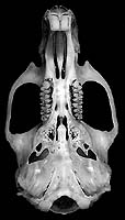 Neotomys ebriosus skull ventral view