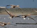 white fronted geese in flight