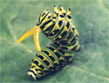 Papilionidae osmeterium