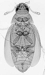 Porophila malkini habitus