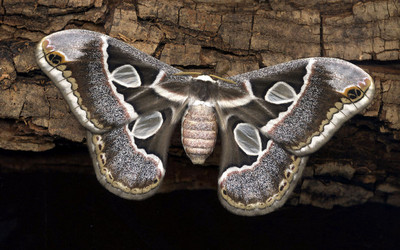Rothschildia cincta adult moth