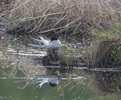 nesting arctic tern