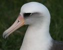 head shot of laysan albatross