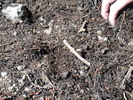 Trachypachus gibbsii soil