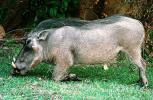 Warthog (Phacochoerus aethiopicus) grazing, Matopos, Zimbabwe