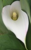 Lily of the Nile Flower (Zantedeschia aethiopica) 
