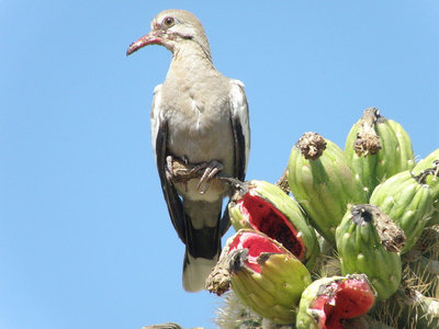 White-winged dove, Zenaida asiatica, eating Saguaro fruit