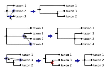 moving branches